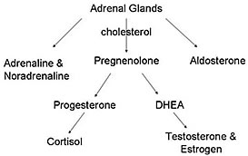 Adrenals Schematic Adrenals schematic